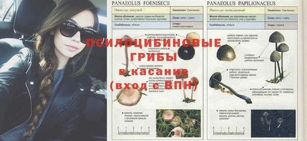 мяу мяу мука Пересвет